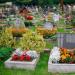 Какие цветы несут на кладбище?
