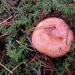 Как готовить грибы рыжики - самые лучшие идеи приготовления лесных грибов