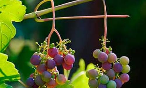 Можно ли есть виноград с косточками Черный виноград при похудении